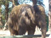 elefante1.JPG