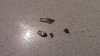IMG_0051.JPG