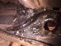 IMG-20140530-00200.jpg